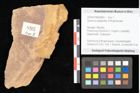 Foto (Objekt + Etikett) von Quercus palaeoilex Ettingshausen (NHMW-GEO-2024-0188-0893)